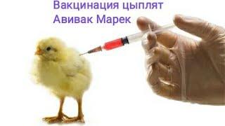 Вакцинация цыплят от болезни Маррека.