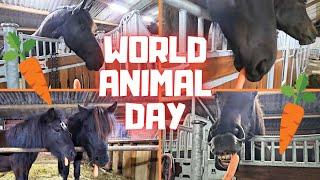 World Animal Day!! Time for carrots! | Friesian Horses