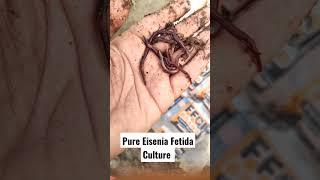 Eisenia Fetida Culture For VermiComposting #organic #shortsfeed #vermicompost