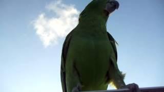 Parrot on a sailboat