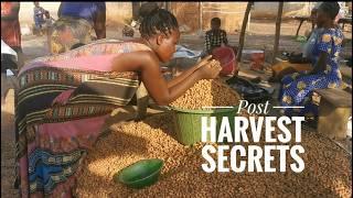 5 Things To Know After Harvesting Tiger Nuts #tigernuts #atadwe | Frenat Farm