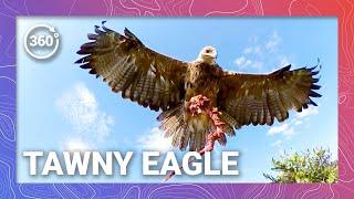 Tawny Eagle Food Delivery Service