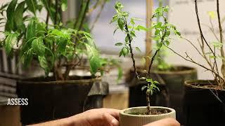 Wiring and Shaping this poor Capsicum Bonsai