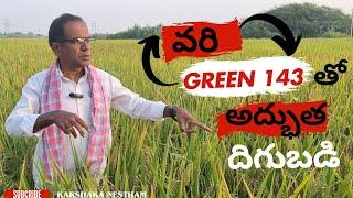 దిగుబడిలో దిట్ట green 143 వరి దొడ్డు గింజ రకం|successful highyeild variety in paddy|karshaka Nestham