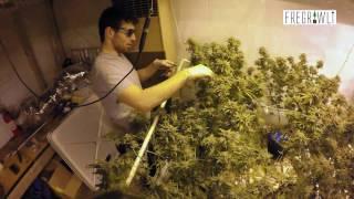 C7:E7a - How to Harvest a Cannbis Plant (Skiller)