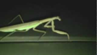 Praying Mantis pt. 2