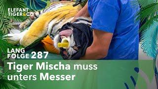 Sorge um Tiger Mischa (Langfolge 287) | Elefant, Tiger & Co. | ARD