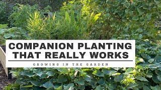 COMPANION PLANTING that REALLY WORKS: Growing in the Garden