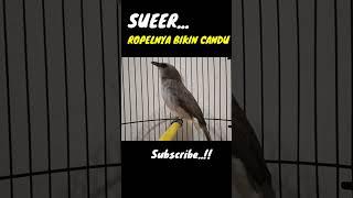 Trucukan Kebo Jatim Ropel Enak banget #burung #burungtrucukan #trucukan #kicaumania