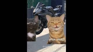 Abang #cat #kucinggemoy #catmeme #meme #kucing #catphoto #catpicture #catlover