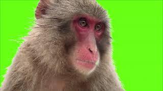 Green Screen Monkey