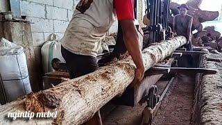 Sebesar Bambu, Selurus Tiang Bendera. Kayu Jati Panjang Lurus Digergaji Bahan Gebyok.