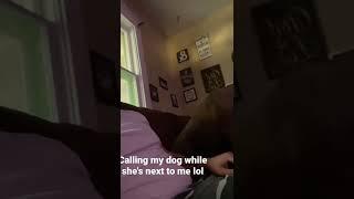 #Calling my #Dog while she's next to me to get her #reaction