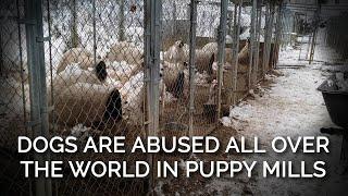 Dogs Are Abused All Over the World in Puppy Mills