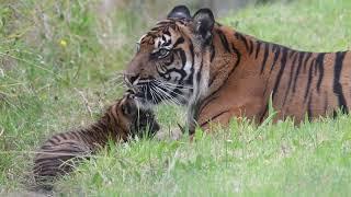  It's a Girl!  Manor Wildlife Park’s Sumatran Tiger Cub is a Girl!