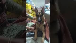 when bhari girl ask for something #bruno #brunoofficial #bruno #germanshepherd