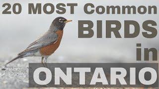 20 Most Common Birds in Ontario, Canada