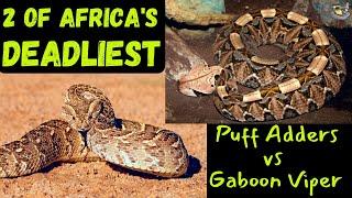 Ultimate Showdown: Gaboon Viper vs Puff Adder