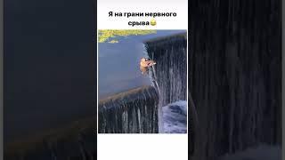 Утка пофигист #топ #shorts #юмор #тренды