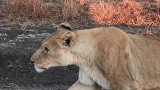 Close Encounter Lion and Elephant