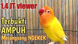 Pancingan JITU untuk masteran lovebird ngekek panjang 1 jam NONSTOP