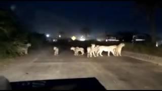 Human encroachment affected area of lions