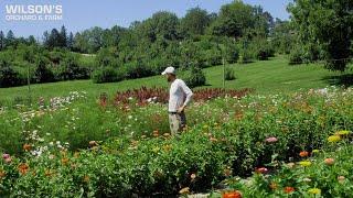 A Walk Through Our Flower Patch at Wilson's Orchard & Farm