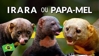 UM ANIMAL BEM DIFERENTE! A IRARA É ÓTIMA CAÇADORA! EM MUITOS LUGARES É CHAMADA TAMBÉM DE PAPA-MEL!