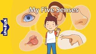 My Five Senses | Science | Body | Little Fox | Bedtime Stories