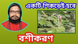 এই গাছের শিকড় বশীকরণের রাজা, Apang Gacher Mul diye Vashikaran, The King of Boshikoron, Raj Acharya