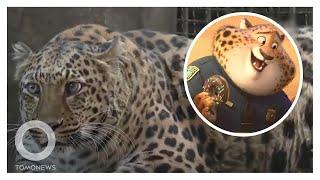 Macan Tutul Gembul di Zootopia Ada di China!