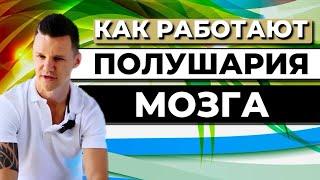 КАК РАБОТАЮТ ПОЛУШАРИЯ МОЗГА