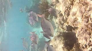 Akumal Beach Mexico Quintana Roo May 2022 snorkeling Riviera Maya