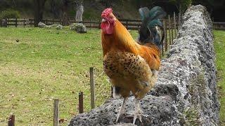 Rooster crowing in the morning in the farm !