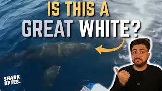 Galway Great White Shark (HOAX): Shark Scientist Opinion