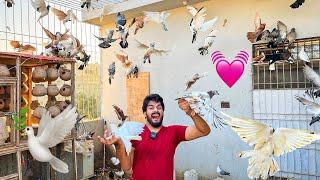 Mera Kabootar Dhoodhoo️| Pigeon World | Village Life