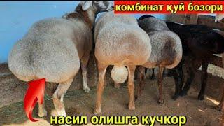 КОМБИНАТ ОПТОМ ҚУЙ БОЗОРИДА ЗОТ ОЛИШ УЧУН ХИСОРИ ҚОЙЛАР/ KOMBINAT OPTIM QOY BOZORI