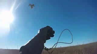 Охота с ястребом по зайцу/Goshawk Falconry