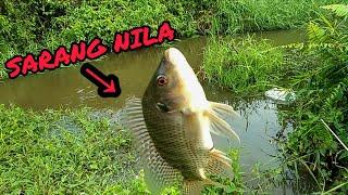 Pesta STRIKE ikan nila (babon)