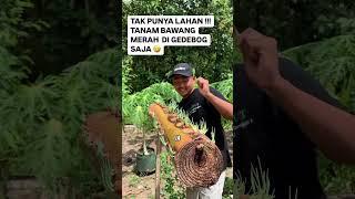 Tanam Bawang Media Gedebok Pisang #reels #pertanian #tipsberkebun #tipsunik