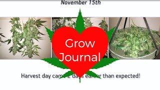 Grow Journal: Deep Water Culture for Cannabis