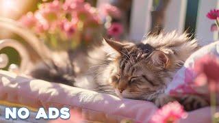 12 Hours Calming Music for Cats  Sleep Music for Cats No Ads  Sleep Music for Anxious Cats