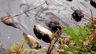 River Mourne , Sion Mills , Otter Attacking A Lamprey Eel 01/05/2021 Part 1