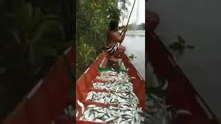 caraTrick menangkap ikan yang baik & benar