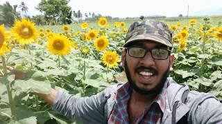 SunFlower Fields at Sundarapandyapuram |സുന്ദരപാണ്ട്യപുരം| Sunflower season 2019 |vlog 3