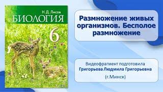 Тема 18. Размножение живых организмов. Бесполое размножение