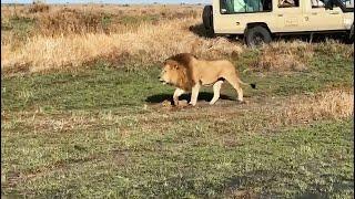 Oloshipa Black Rock Male Lion Roaring | Masaimara | 17 July 2024
