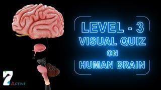 Visual Quiz on Human Brain (Level - 3)