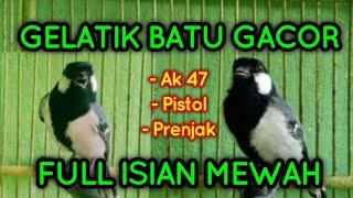 Masteran Gelatik Batu Gacor Full Isian MEWAH