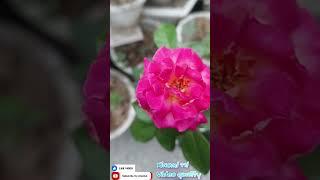 Xiaomi 11i Camera test after miui 14 #shorts #viral #trending #mobile #youtubeshorts #technology